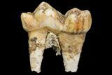 Cave Bear (Ursus) Fossil Tooth - L'Herm, France #154866-1